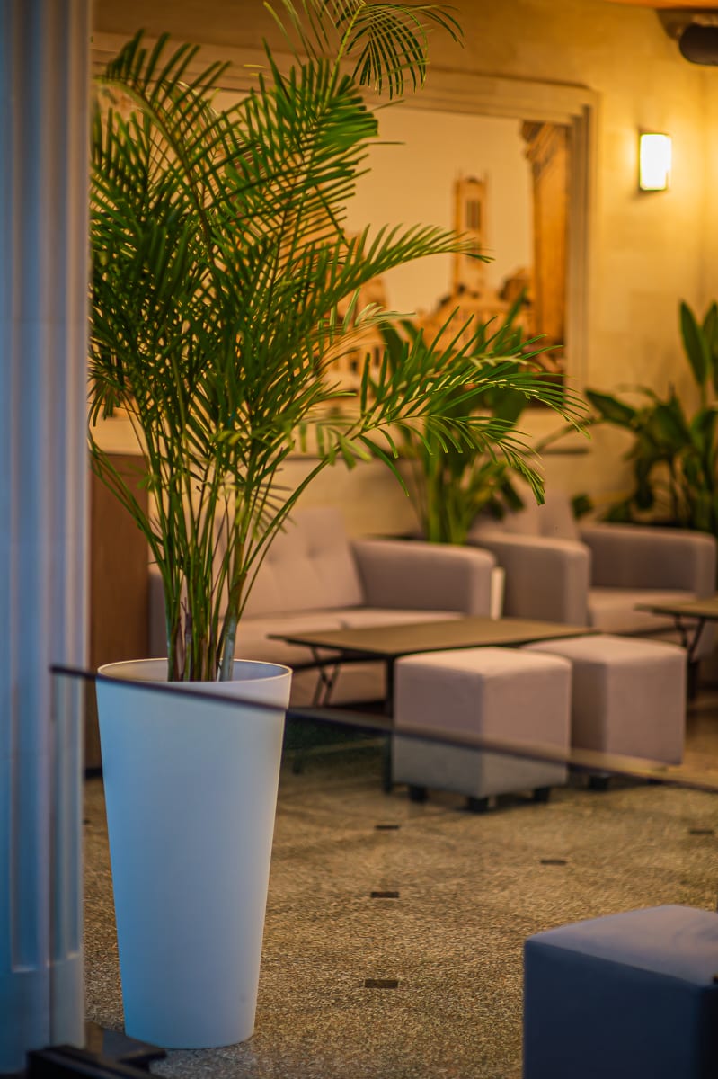 Zona lounge MiaDora cu canapele, plante și tavan din lemn, la apus